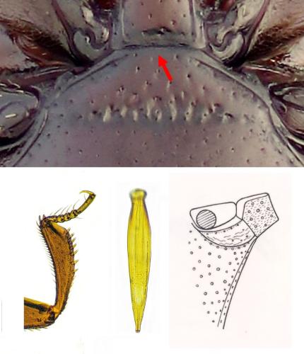 Réf. 332 890 : Acritus analis
